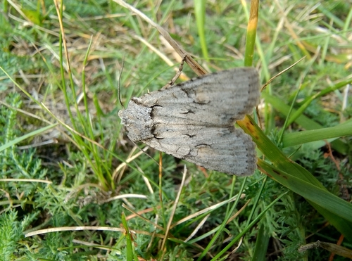 Grey Shoulder-knot