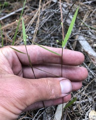 Dichanthelium patentifolium