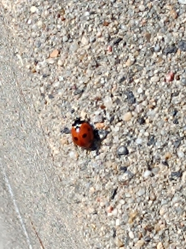 Seven-spotted Lady Beetle