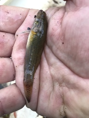 Gobiomorphus australis