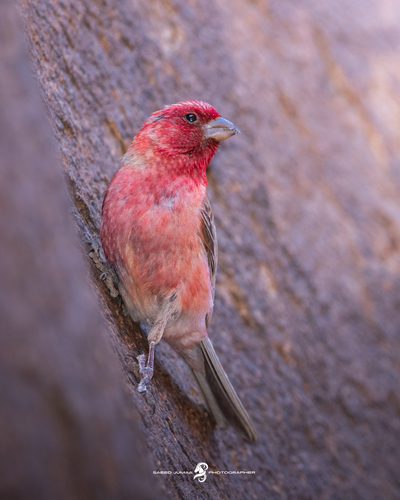 Sinai Rosefinch