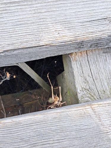 Dark Bush-cricket