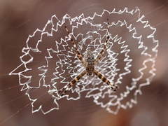 Argiope mascordi