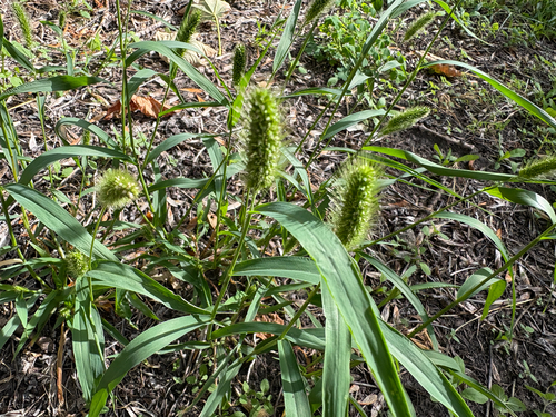 Green Bristle Grass