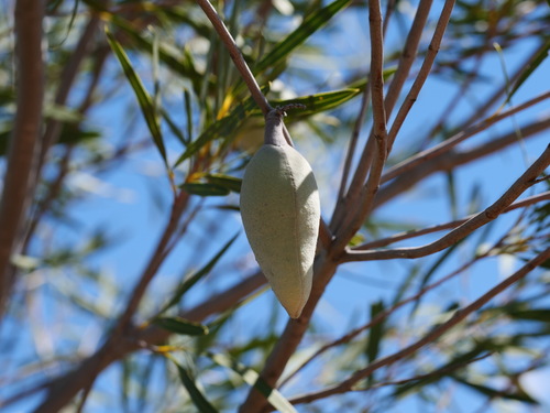 Xylomelum angustifolium observed 2026-09-16