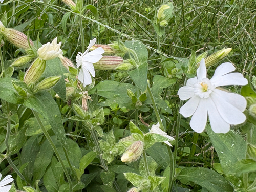white campion