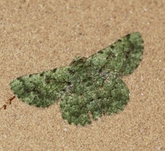 Aeolochroma viridicata