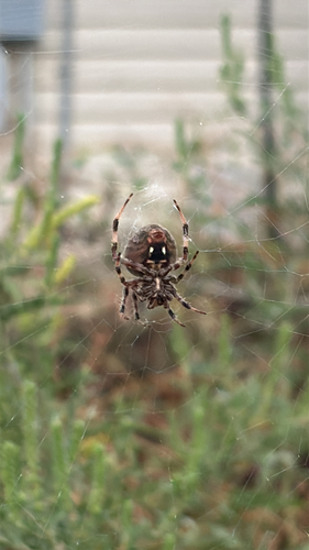 Spotted Orbweaver