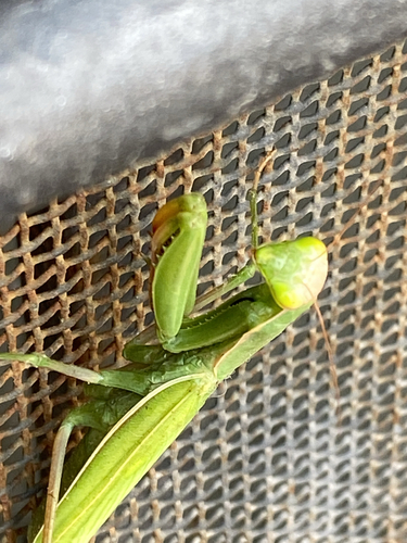 European Mantis