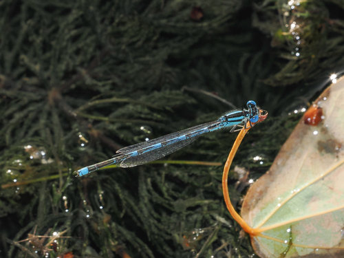 Goblet-marked Damselfly