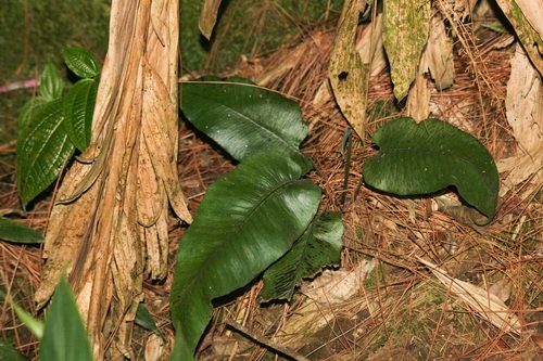 Diplazium cordifolium observed 2026-08-29