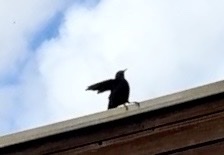 Eurasian Blackbird