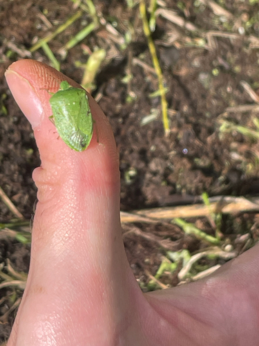 Southern Green Stink Bug