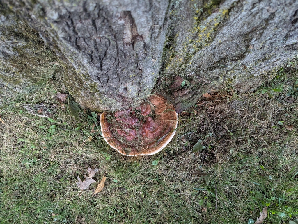 Ganoderma sessile · September 2026 · photo: Photo: no rights reserved · iNaturalist