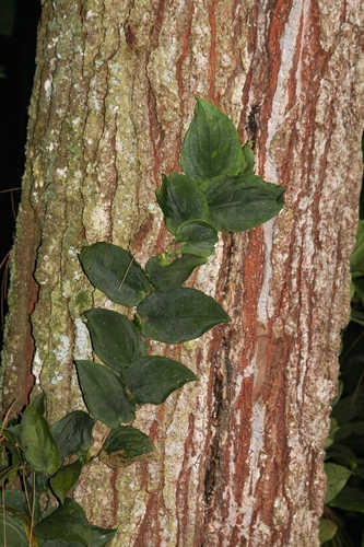 Rhaphidophora korthalsii observed 2026-08-29