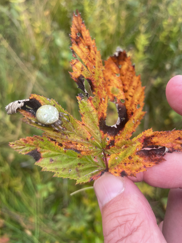 Four-spot Orbweaver