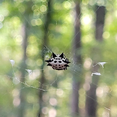 Spinybacked Orbweaver