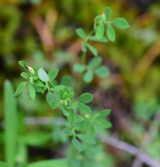 Acmispon parviflorus