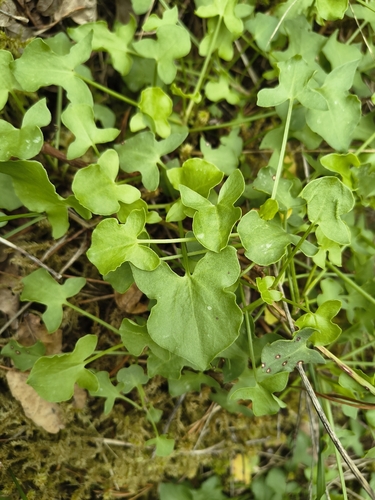 Rumex scutatus
