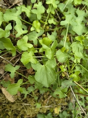 Rumex scutatus