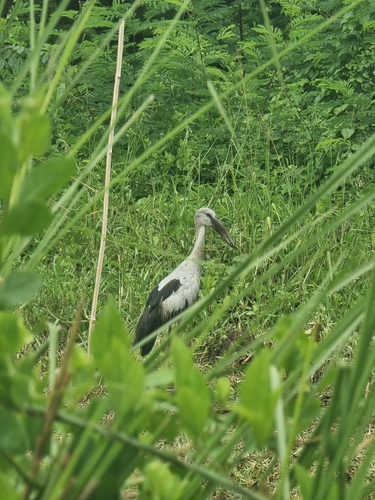 Asian Openbill