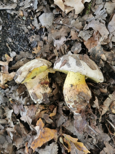 Rooting Bolete