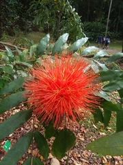 Brownea macrophylla