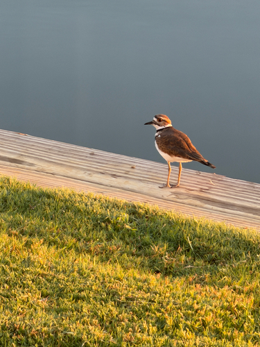 Killdeer