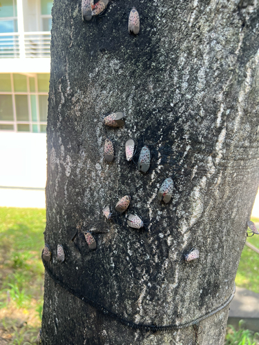 Spotted Lanternfly
