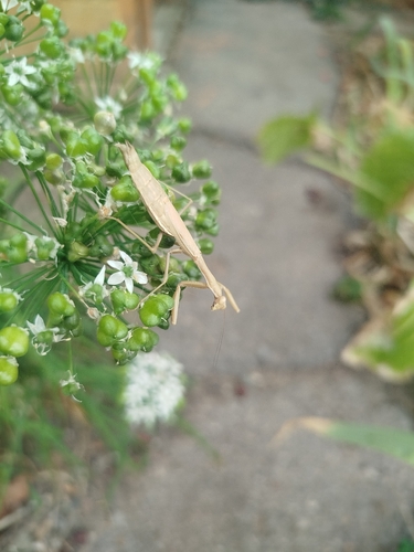 Dot-Winged Mantis