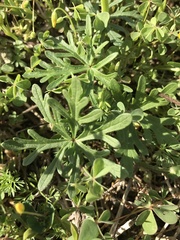 Callirhoe involucrata