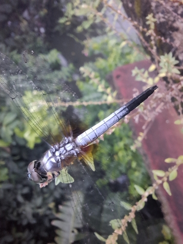 Oriental Blue Dasher