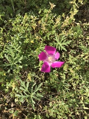Callirhoe involucrata