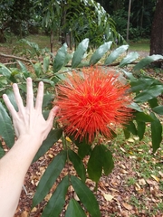 Brownea macrophylla