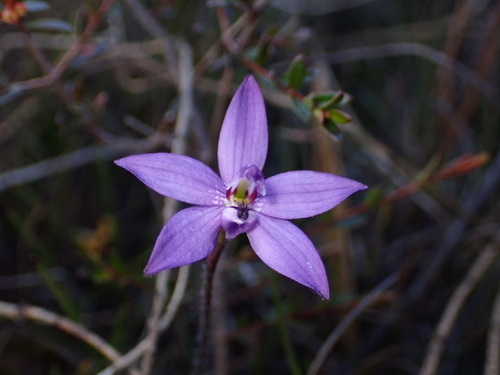 Small Waxlip Orchid