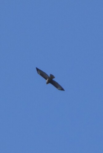Common Buzzard