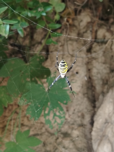 Wasp Spider