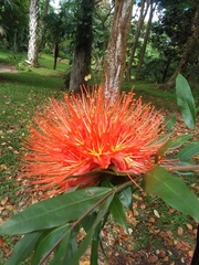 Brownea macrophylla