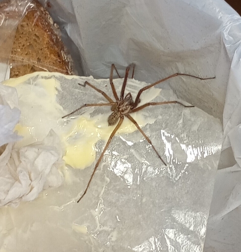 Giant House Spider