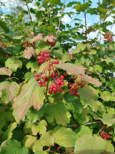 guelder-rose