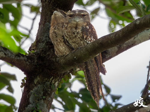 Podargus papuensis observed 2026-09-18