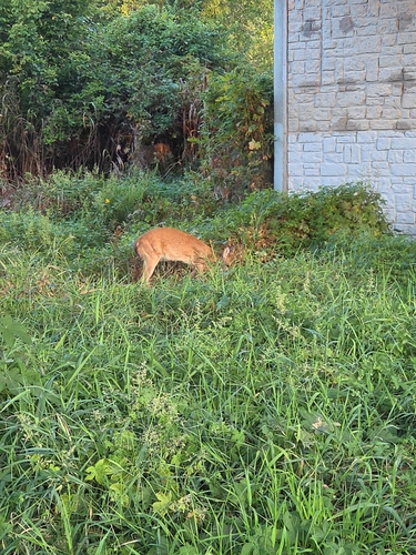 White-tailed Deer