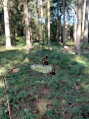 Pale Tussock Moth