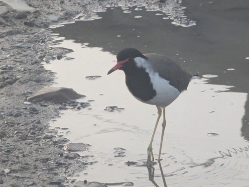 Red-wattled Lapwing