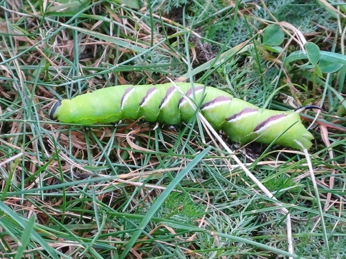Privet Hawkmoth