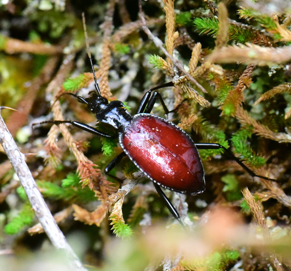 Narrowcollared Snaileating Beetle from Cowichan Valley, BC, Canada on May 17, 2020 at 1226 PM