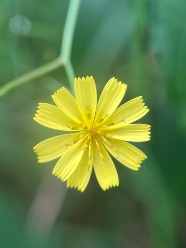 Ixeridium laevigatum observed 2026-09-18