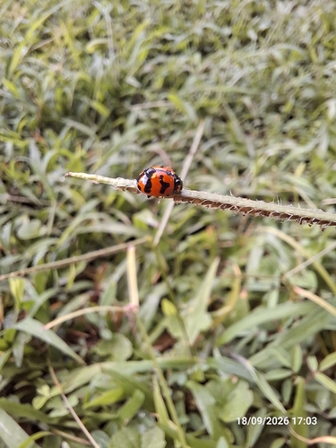 Small Transverse Ladybird Beetle