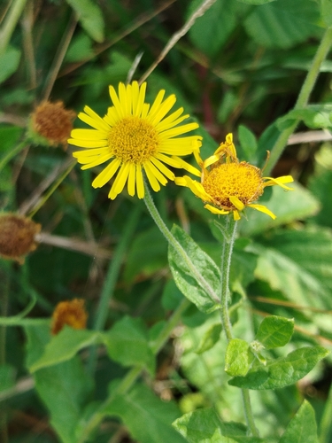 Common Fleabane