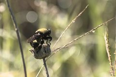 Laphria macquarti